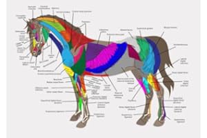 AllStarMedia Horse Equine Veterinary Body System Anatomical Poster Educational Chart – A3 (30x42CM) (Unframed)