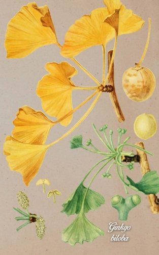 Preisvergleich Produktbild Ginkgo biloba: petit cahier ligné