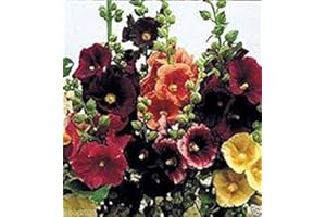 ASTONISH Graines Paquet: 25 Happy Mix lumières trémière Graines, Blanc, Jaune, Rouge, Violet, et Rose! Monofloraux