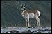 Produktbild 094042 Pronghorn A4 Photo Poster Print 10x8
