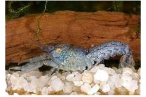 GARNELIO TIERE Garnelio - 1 Paar Schmittis Zwergflusskrebs - Cambarellus schmitti