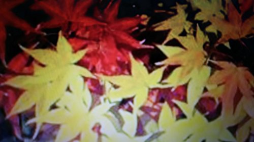 wakanndo jyazz: amaitokimeki (Japanese Edition) wakanndo jyazz: amaitokimeki (Japanese Edition)