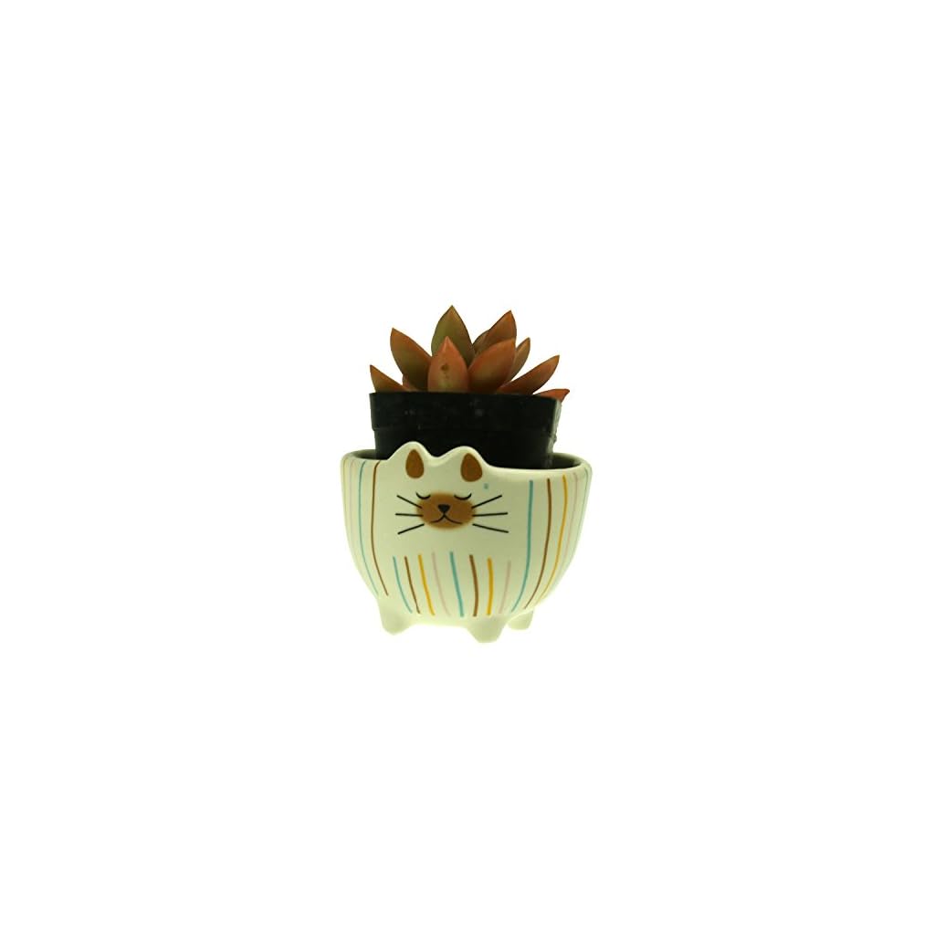 Tienda | Flores Artificiales