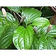 AGRO ALIVE Piper chaba/piper chilli/chui jhal/choi jhal/Long Pepper/Pippali Plant (Small plant) pack of 1 Live Plant