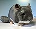Price comparison product image Chinchilla 26 cm