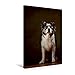 Produktbild Premium Textil-Leinwand 30 x 45 cm Hoch-Format Billabong, 11 Jahre | Wandbild, HD-Bild auf Keilrahmen, Fertigbild auf hochwertigem Vlies. Behr: Australian Shepherd (CALVENDO Tiere)