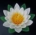 Produktbild wasiwax Duftkerze grün/weiß Water Lily Schwimmende Kerze, groß