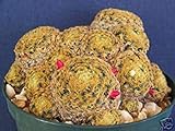 Envio internacional Farmerly Mammillaria Cactus Shiedeana @ Rare Cactus de Semillas 15 Semillas