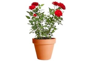 DECOALIVE Rosal Mini Rojo con Maceta de Cerámica Planta Natural con Flor Ideal para Regalar