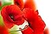 Produktbild Osmykqe Red Poppies Close Up,Petals - Art Print Poster,Wall Decor,Home Decor(20x16inches)