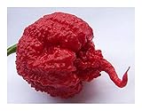 semillas frescas y viables Chili Carolina Reaper - - 10 semillas