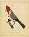 Produktbild A4 Photo Hahn Birds 1818 Loxia Print Poster