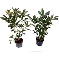 Suchergebnis auf Amazon.de für: Abgrenzung - Blumen