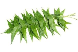 SEELANS SUPERSTORE seelans Fresh Natural Neem Leaves|Nim Leaf|,Acne & Skin Care|Indian|20g|next day shipping