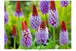 LINCOLNSHIRE POND PLANTS LTD Lincolnshire Pond Plant Ltd - Primula vialii - 9cm Bareroot