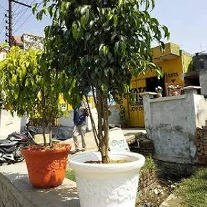 Antier Plastic Terracotta Sunny Flower pots (2 Pieces)