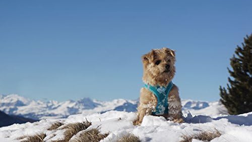 Curli Vest Harness Air-Mesh Black S