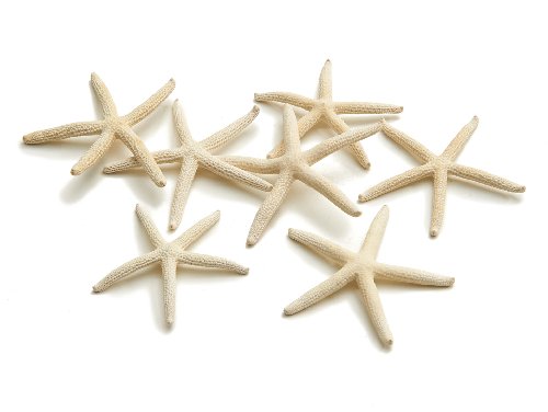 NaDeco® Schlangen Seestern weiß 5-7cm, 20 Stück | kleiner Seestern | Seesternchen | maritime Dekoration
