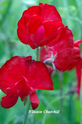 Premier Seeds DirectSweet Pea Seeds - Winston Churchill (1000 Seeds)