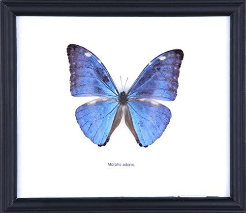 Natural History Curiosities The Electric Blue Adonis Morpho Butterfly (Morpho adonis) Framed & Mounted Under Glass, Butterfly Taxidermy Wall Decor