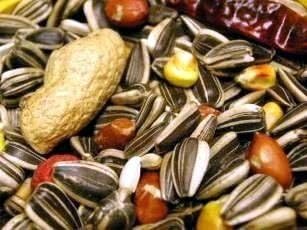 Posh Pets High Quality Parrot Seed Mixture 8kg for Medium Parrots