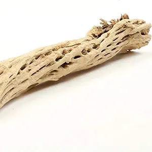 Koyal Wholesale Cholla Wood Aquarium Branches, Airplants Decor, Reptile Perch, Natural Home Decoration, Chew Toy Dried Cactus Wood (6-Inch)