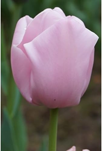 Viridis Hortus - 30 x Pink Diamond Single Late Tulip Flowering Bulbs (We ONLY ship this Item with-in UK)
