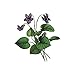 Tattify Flower Temporary Tattoo - You're Turning Violet, Violet! (Set of 2)