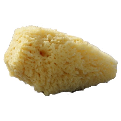 Organic Baby Sea Sponge- Small