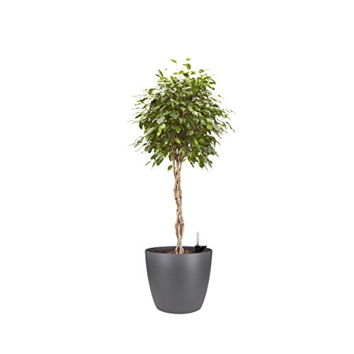 elho Brussels Rund Rollen All-in-One Blumentopf 35cm – Anthrazit - 2