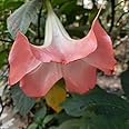 Greenvalue Fragrant Pink Datura Angel's Trumpets 1 Healthy Live Plant