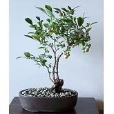 tohhum BLUEBERRY BONSAİ AĞACI 10+
