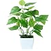 Produktbild Künstliche Blumen Bonsai Kunstpflanze, kunststoff Pflanzen Simulation Pflanzen, Dekorative Vase für Zimmerpflanzen für Hochzeit/Büro/Zuhause Dekoration