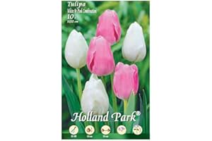 L'ORTOLANO Holland Park bulbi da fiore di molte varietà e colori in sacchetto blister con foto (MIX TULIPANI BIANCO E ROSA 10 bulbi)