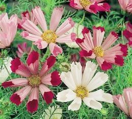 Geschenk-Anzuchtset „Danke“ – Seestern Kosmee - 3