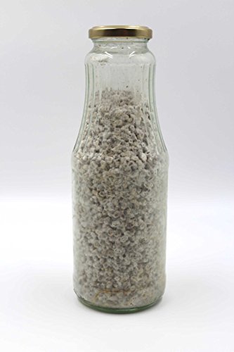 Bio Kräuterseitling Körner Pilzbrut-Pilze selber züchten-Körnerbrut - 3