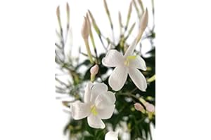 Fangblatt - Jasminum polyanthum - echter, duftender Jasmin am Spalier - immergrüner Kletterstrauch aus China - pflegeleichte Zimmerpflanze