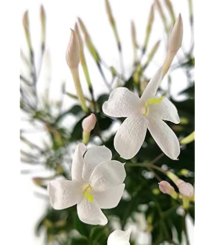 Jasminum nudiflorum 'Aureum' – Plantentuin