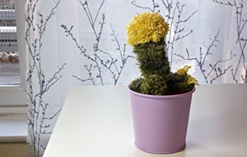 Moon cactus - pom pom home succulent