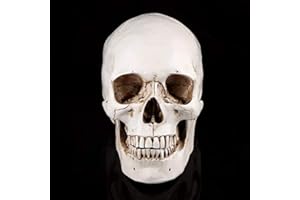 HILITAND 1Pc Cráneo Humano de Tamaño Natural Modelo de Cráneo de Resina Blanca para el Dibujo Modelo de Réplica Ornamento de la Fiesta de Dibujo