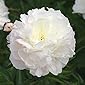 Kölle Bio Pfingstrose, Paeonia lactiflora 'Shirley Temple', zartrosa, Topf 3 l