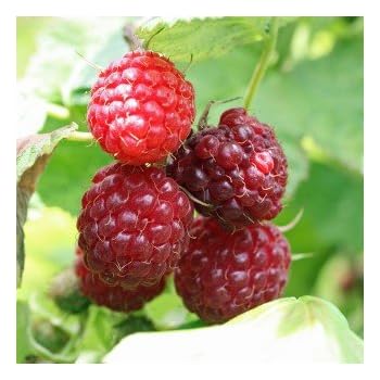 Himbeere 'Aroma Queen' - Herbsthimbeere mit Waldhimbeer