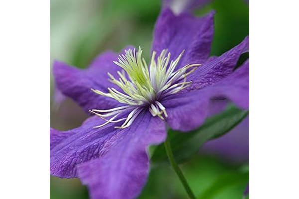 Clematis 'Rhapsody'- Clématite 'Rhapsody' 50-60 cm en conteneur