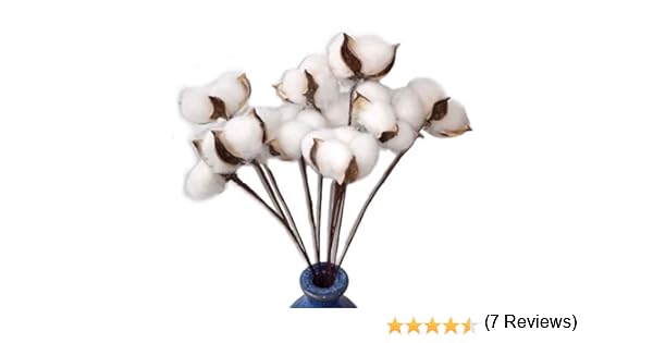 Lot De 30 Véritables Fleurs De Coton Séchées Avec Tige 30 Cm