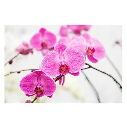Vliestapete – Nahaufnahme Orchidee – Fototapete Breit Vlies Tapete Wandtapete Wandbild Foto 3D Fototapete, Größe HxB: 225cm x 336cm - 6