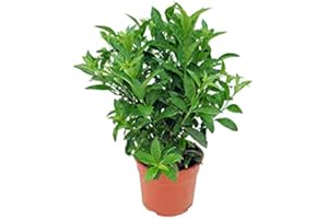 DECOALIVE Galán de Noche Cestrum Nocturnum Dama de Noche Planta Natural de Exterior