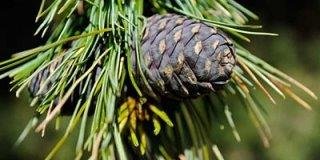 biologisches Zirbenöl 50ml – das Naturprodukt aus Tirol - 3