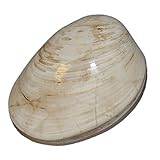 aus Madagaskar aus dem Zeitalter: Jura - ca. 150 Mio Jahre alt