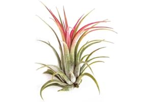 DECOALIVE Tillandsia Roja Planta Natural de Calidad Planta Viva para el Hogar Planta Sin Tierra