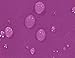 Gilda ® Kids & Teens Bean Bag with Beans Stain Resistant PURPLE